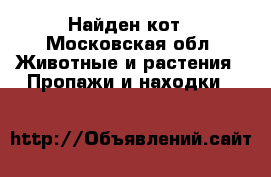 Найден кот - Московская обл. Животные и растения » Пропажи и находки   